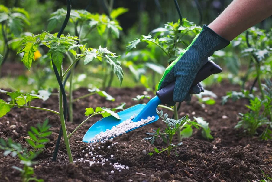 applying fertilizer blue trowel fertilizing tomato plant shutterstock com 15275