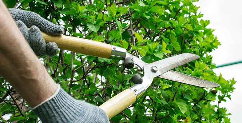 content tree professional trimming a tree